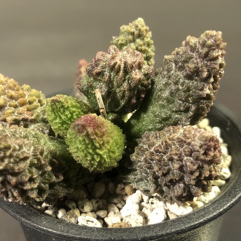 ヘレイ・レッドボール　Adromischus marianiae 'Herrei Red Ball' 　アドロミスクス 　多肉植物 _画像5