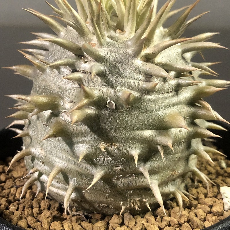 シバの女王の玉櫛　Pachypodium densiflorum 　パキポディウム　塊根植物_画像7