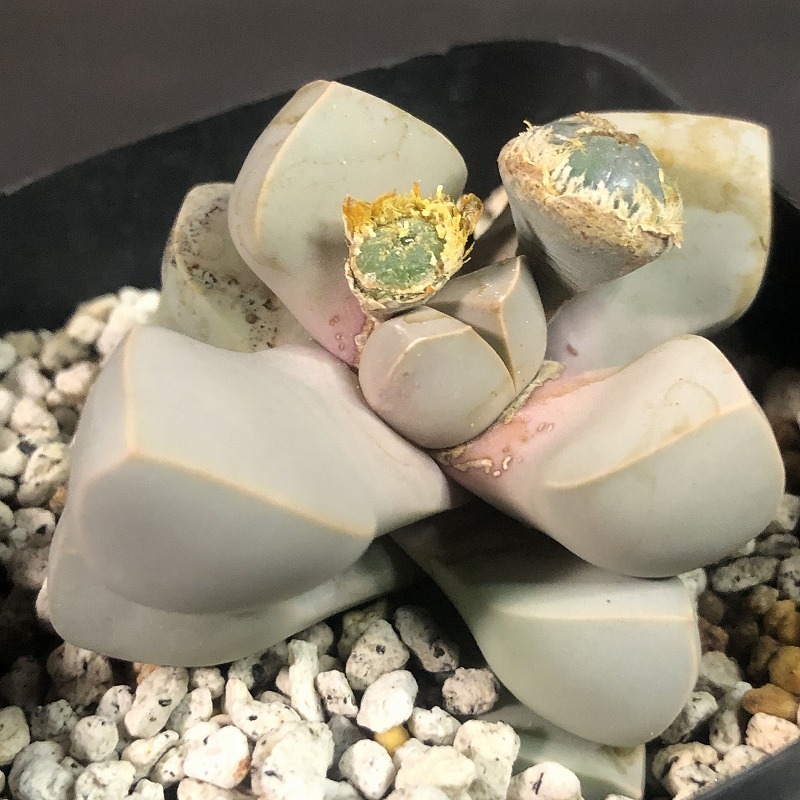 魔玉　２鉢セット　 Lapidaria margaretae　ラピダリア 　多肉植物_画像4