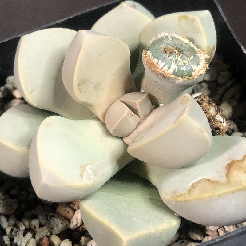 魔玉　２鉢セット　 Lapidaria margaretae　ラピダリア 　多肉植物_画像8