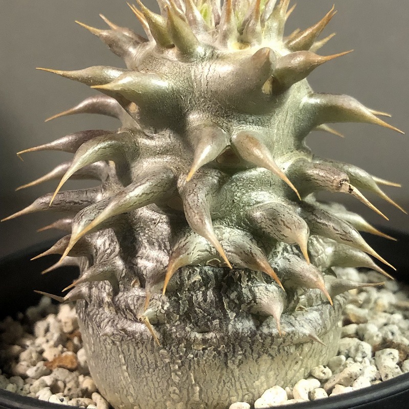 シバの女王の玉櫛　Pachypodium densiflorum 　パキポディウム　塊根植物_画像4