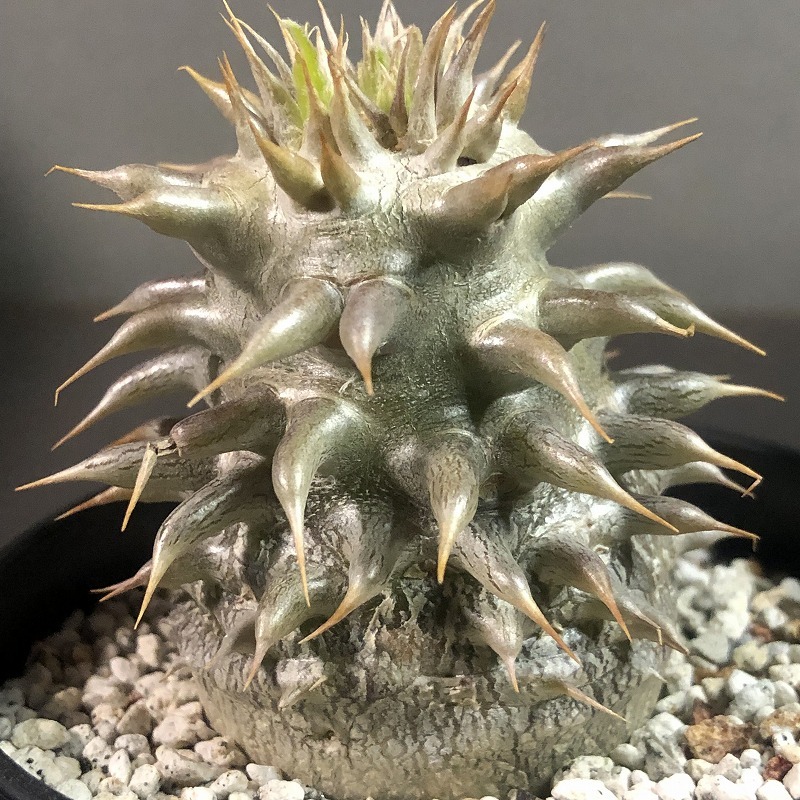 シバの女王の玉櫛　Pachypodium densiflorum 　パキポディウム　塊根植物_画像5