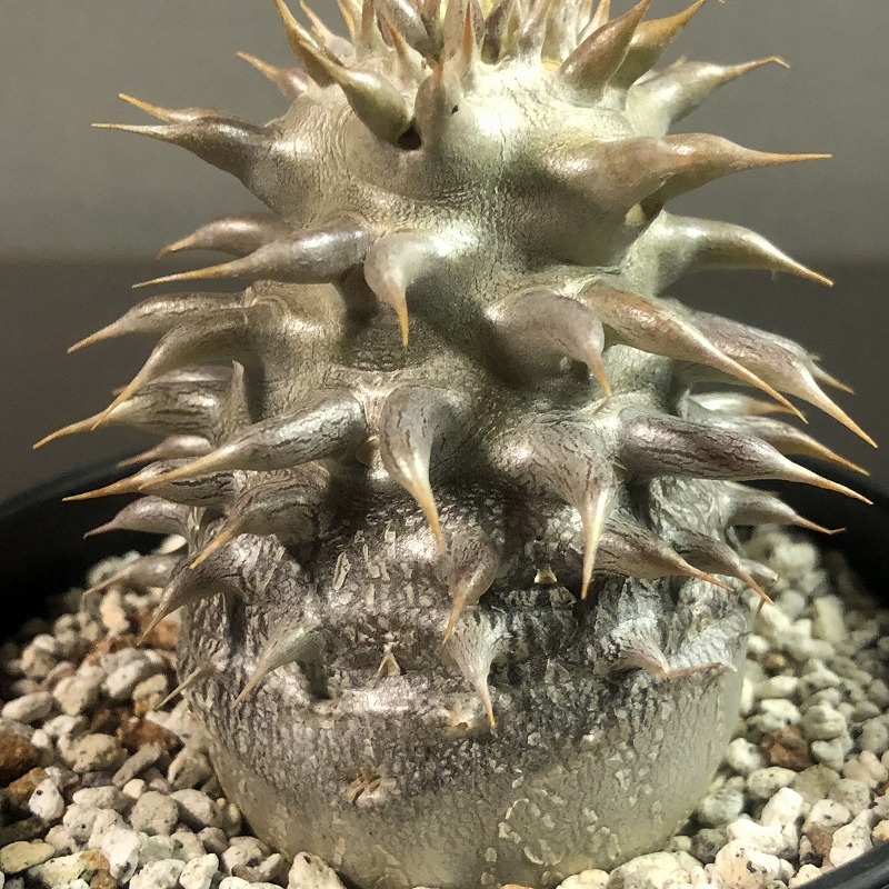 シバの女王の玉櫛　Pachypodium densiflorum 　パキポディウム　塊根植物_画像6