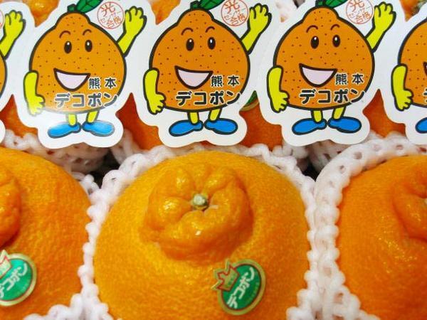 【Good】大量15箱出品中!!大玉厳選！JA熊本果実連 発祥の地・熊本産 デコポン 5～8玉 約2kgの画像3