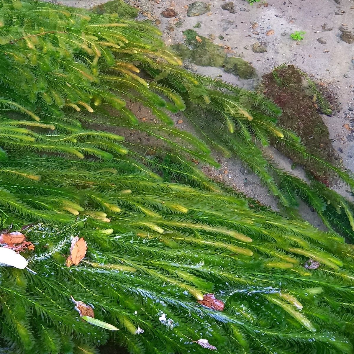 2000本以上 阿蘇の湧水で育った水草 天然アナカリス