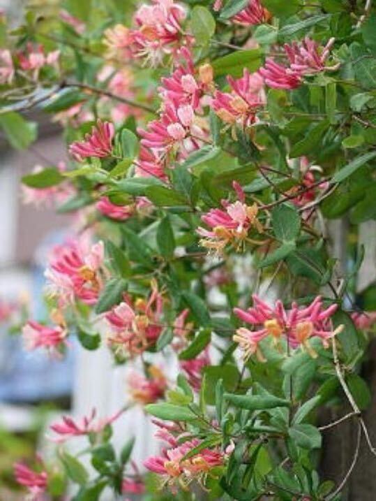 人気♪ 《 ハニーサックル 》 新芽沢山♪　 秋遅くまで開花♪ 宿根草　多年草　ポットのまま発送で安心です〜！　送料240円 開花予定苗_画像1