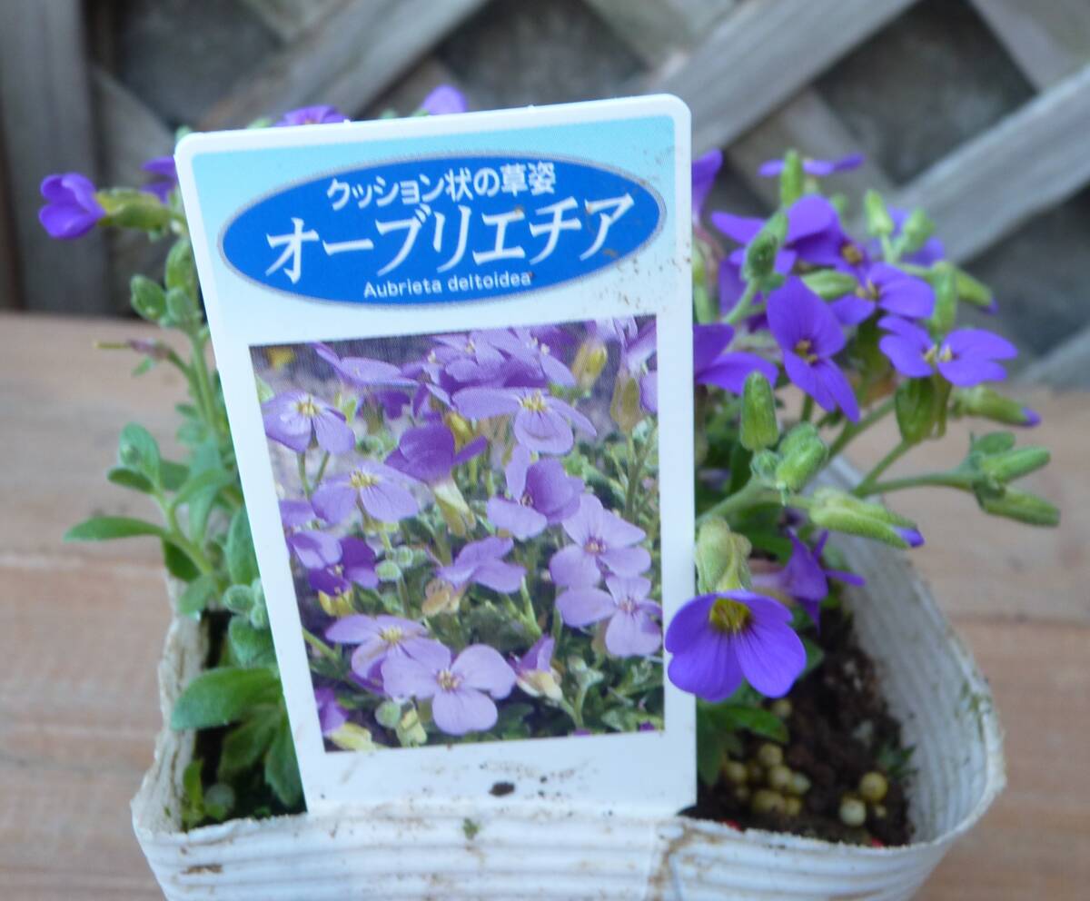 ●オーブリエチア＊クッション上の草姿●3.5号1ポット●草花の苗●新入荷●同梱可能●_画像2