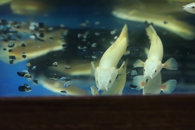 【淡水魚】大特価 白強め ポリプテルス ゴールデンセネガルス【1匹 サンプル画像】(±7-10cm)（生体）の画像5