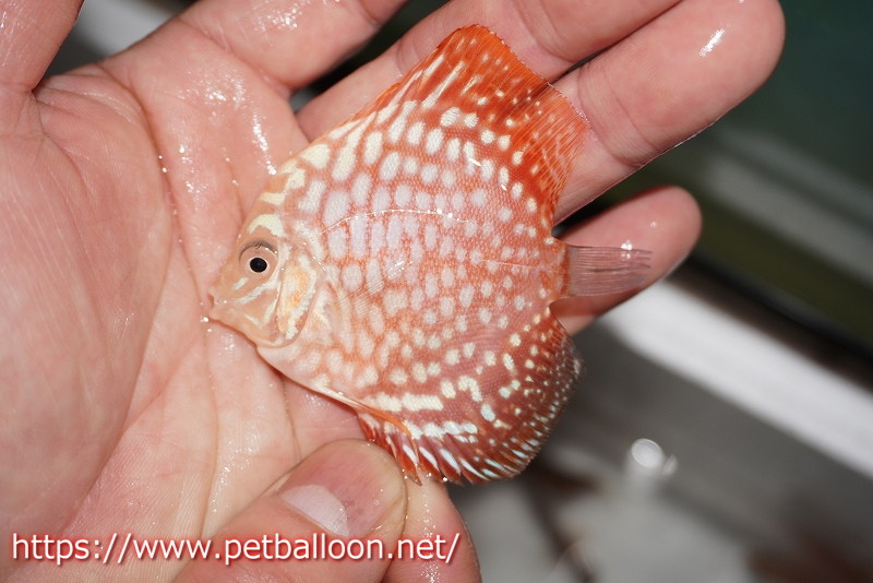 [ discus ][ mail order ] Star dust Polka dot 5 pcs [ sample image ]5-6cm( organism )