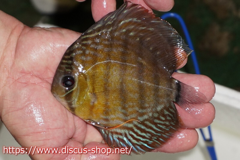 [ wild discus ][ mail order ]la- rubber la kana Royal Young Star [ individual sale ]10-11cm( organism )