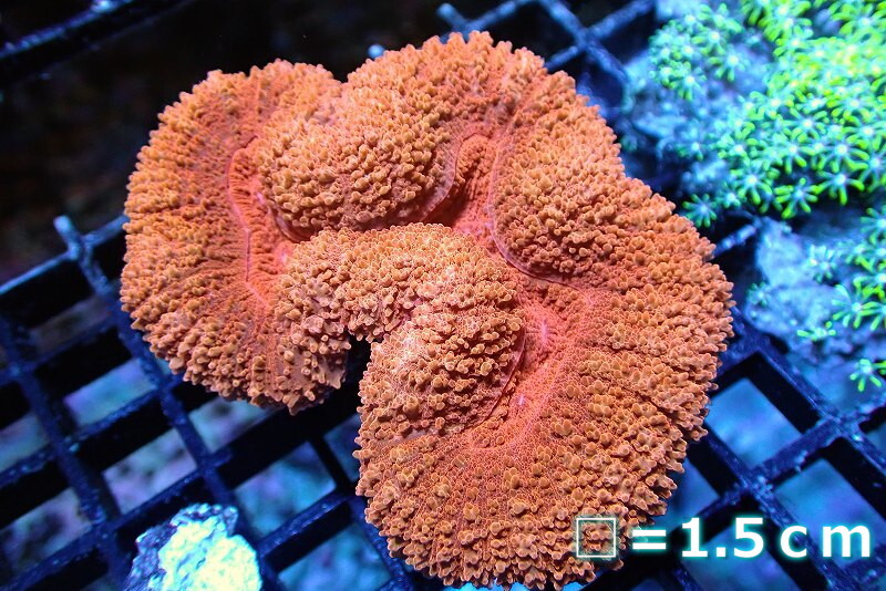 【サンゴ】ハナガタサンゴ（Ultra Grade)【UCA/オーストラリア産】Mサイズ（個体販売）（生体）_画像1