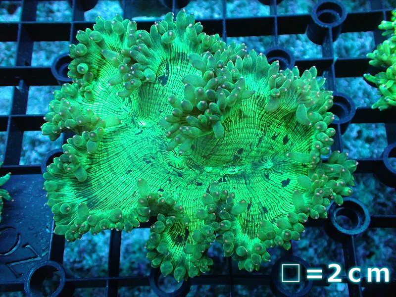 【サンゴ】トランペットコーラル(ピンクチップ）SMサイズ（個体販売）No.5（生体）_画像1
