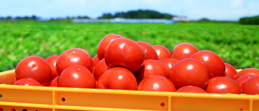 9本×720ml カゴメ トマトジュース 食塩無添加 トマト100％ 血圧 善玉コレステロール リコピン GABA 業務用 送料無料（東北～中部）の画像6