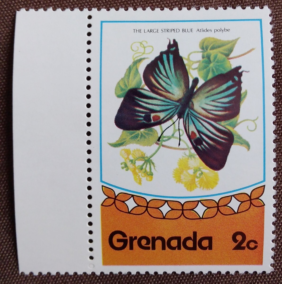 グレナダ 蝶 4種 タブ付き ちょうの画像5