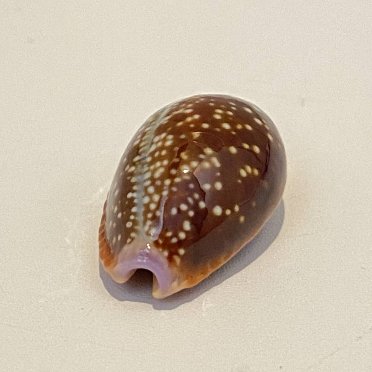 タカラガイ　千葉県産カモンダカラ　貝標本　貝殻_画像4