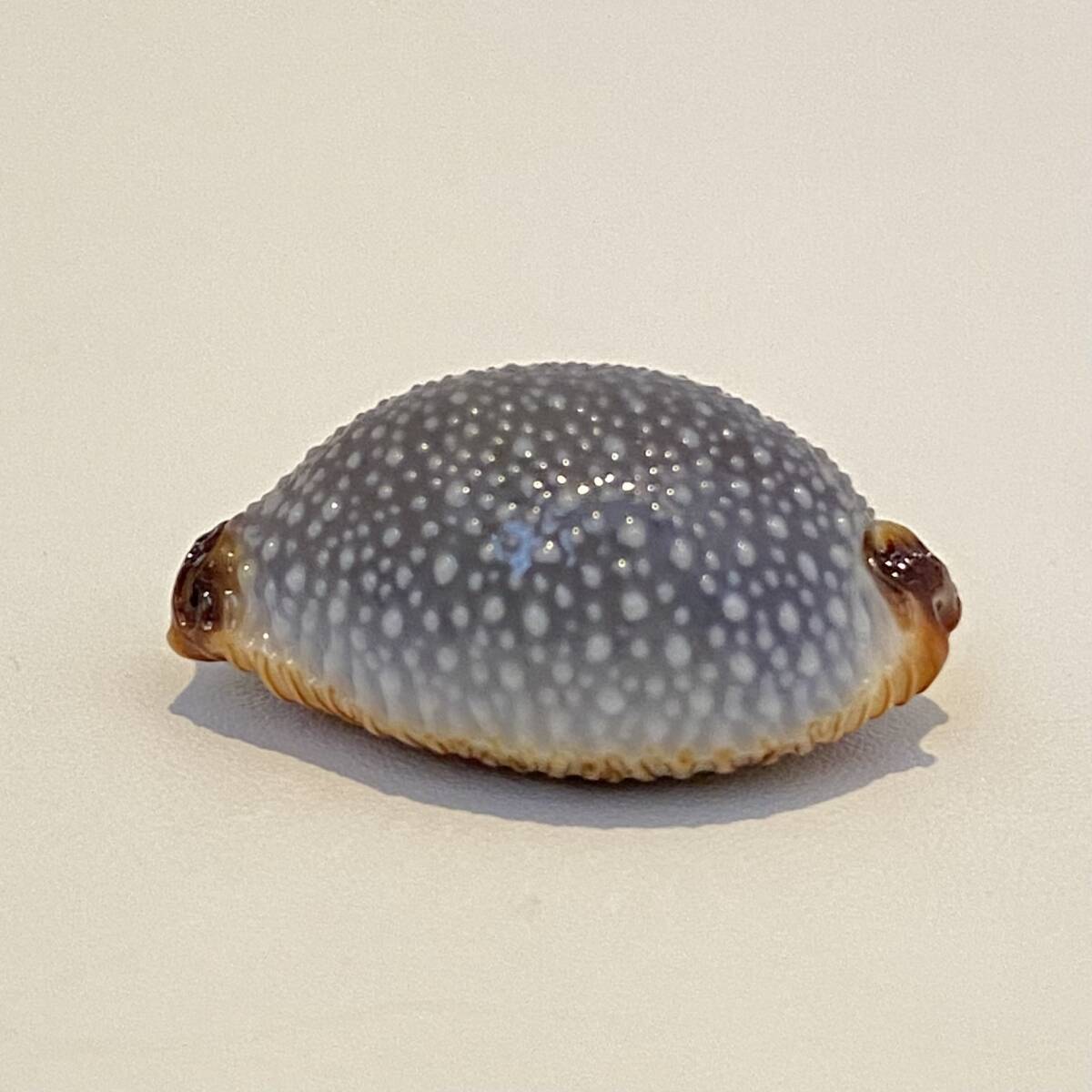 タカラガイ　千葉県産サメダカラ　貝標本　貝殻_画像3