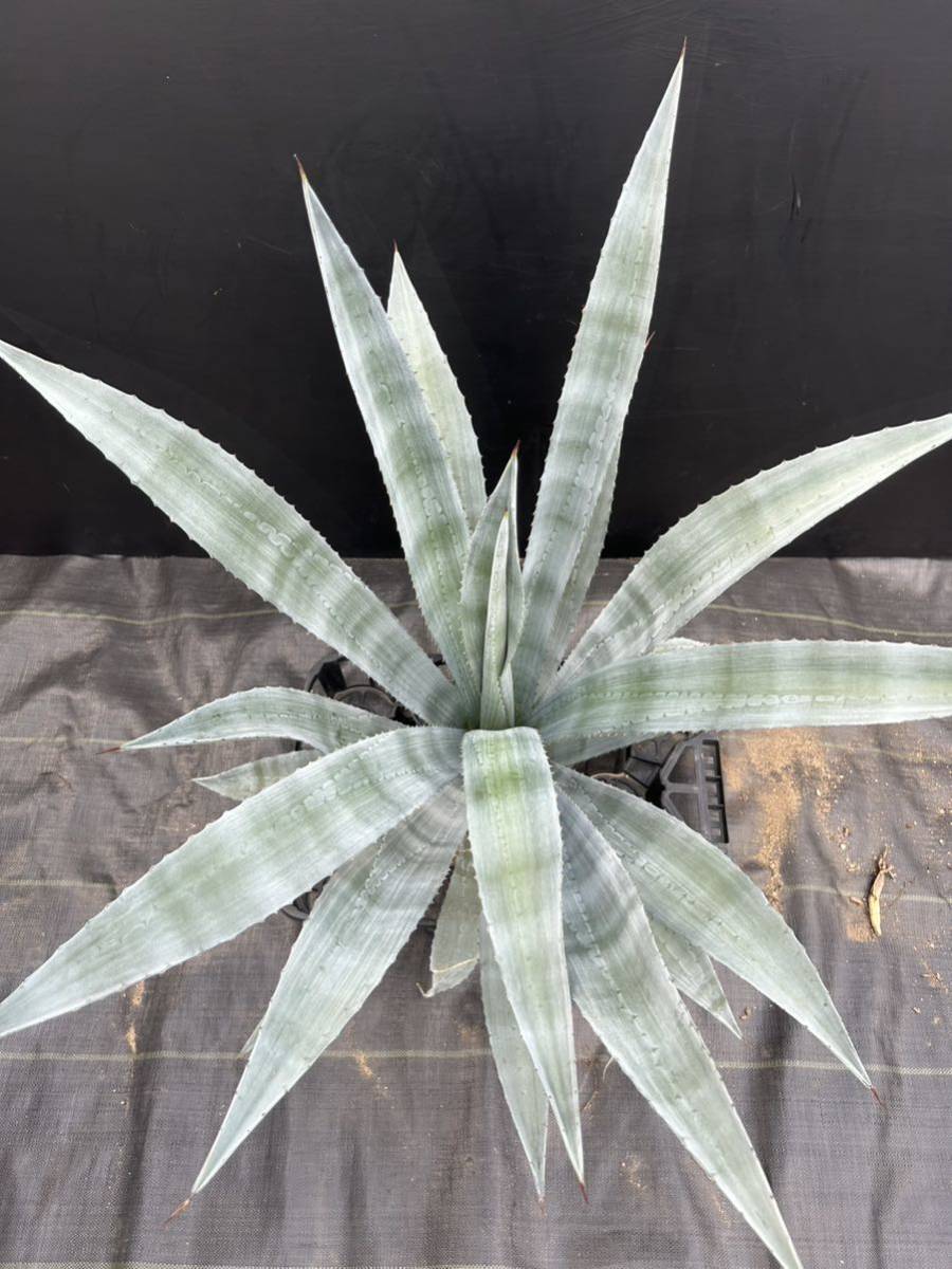 Agave americana v. oaxacensis アガベ　アメリカーナ　オアハカエンシス　特大株　美株 _画像5