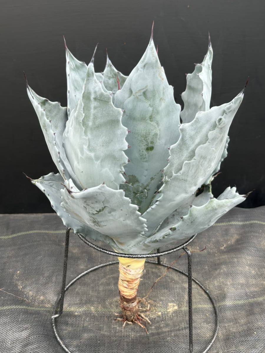 Agave colorata Hakugakuden アガベ コロラータ　武蔵坊　白岳殿　大株　美株 _画像1