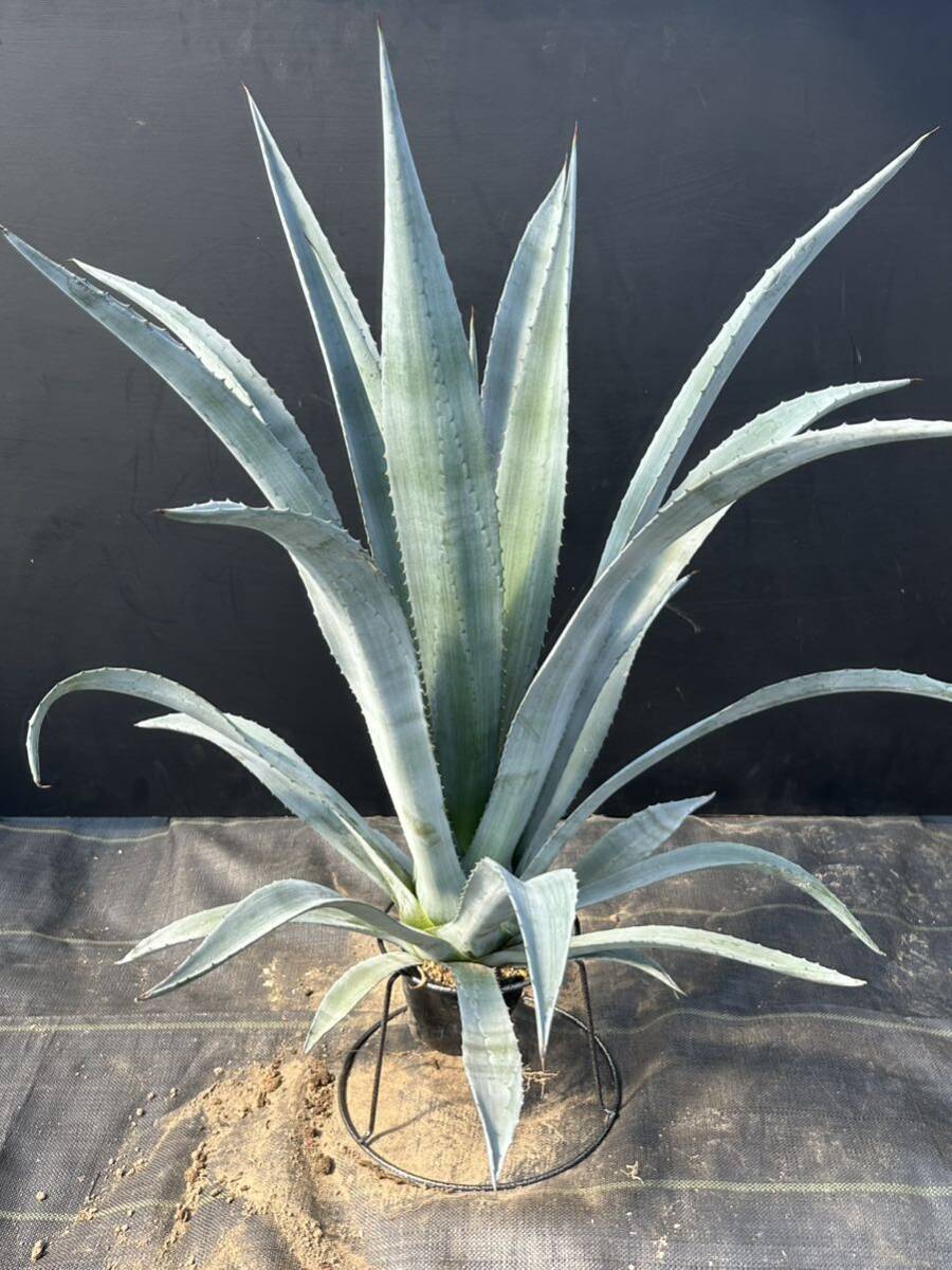 Agave americana v. oaxacensis アガベ　アメリカーナ　オアハカエンシス　特大株　美株 _画像6