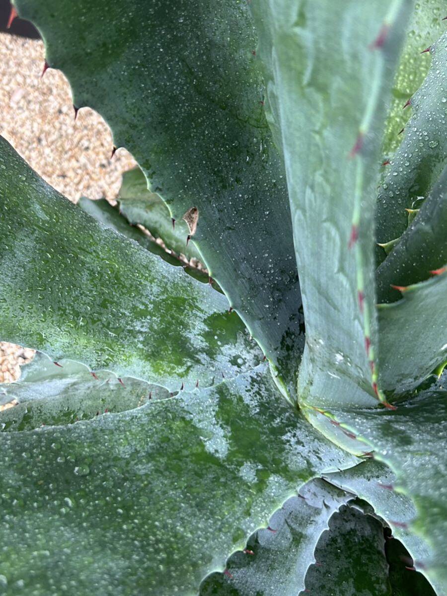 Agave salmiana v.feroxCrazy Horse アガベ サルミアナ フェロックス クレイジーホース 美株 特大株 1の画像7