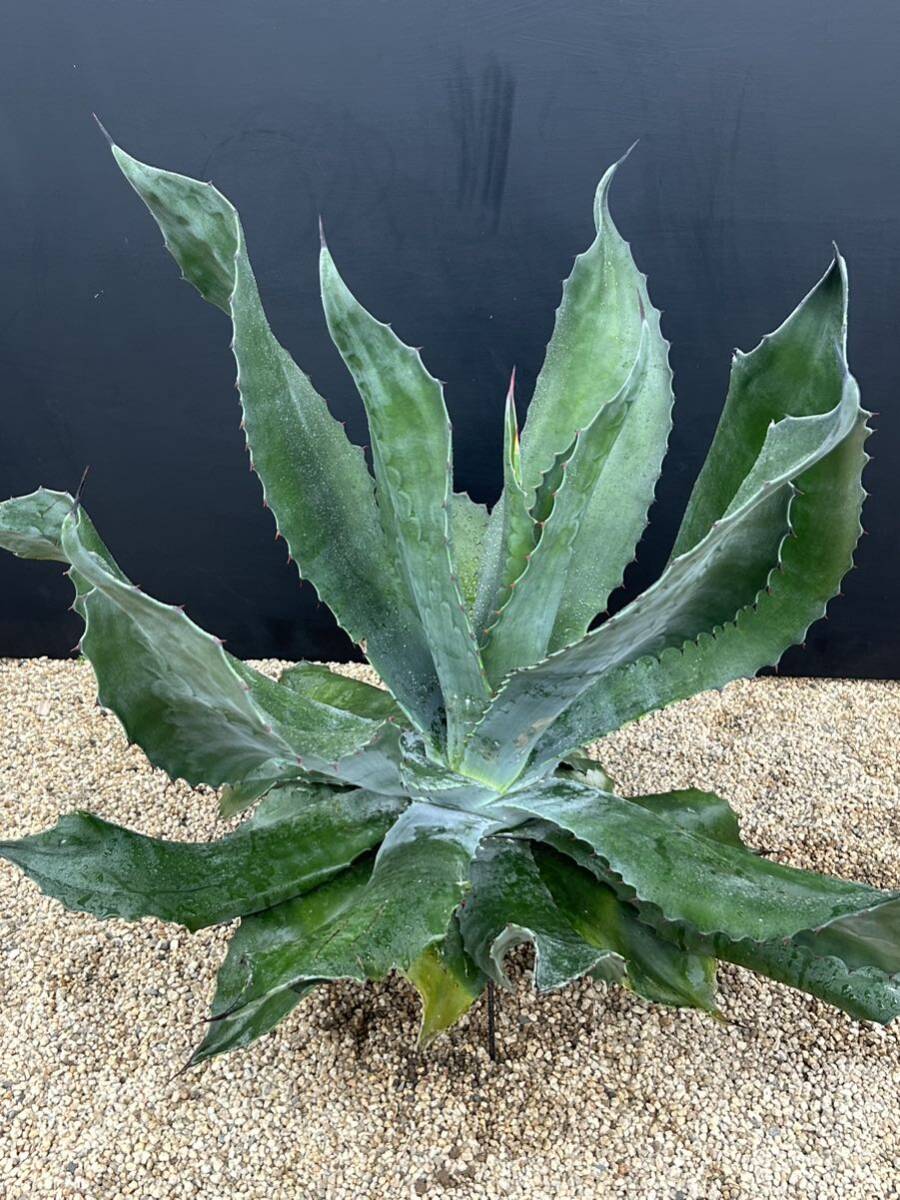 Agave salmiana v.feroxCrazy Horse アガベ サルミアナ フェロックス クレイジーホース 美株 特大株 1の画像5