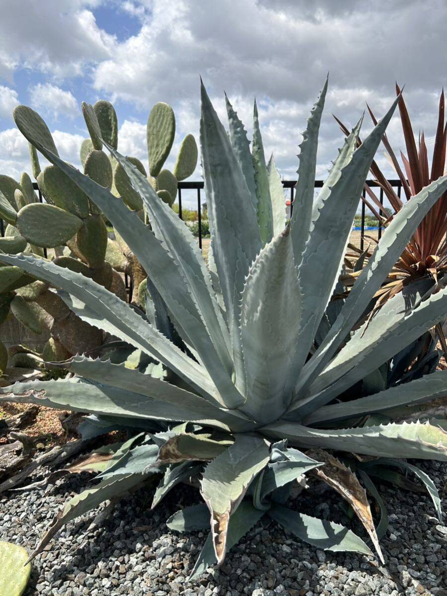 Agave americana sp アガベ　アメリカーナ　特大株　美株　4_画像10