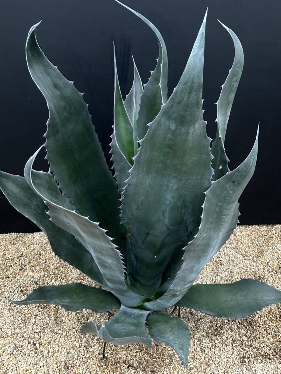 Agave atrovirens var. sigmatophylla アガベ　アトロビレンス　シグマトフィラ　特大株　美株 _画像8