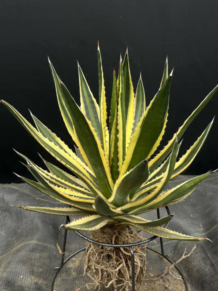 Agave lophantha アガベ　ロファンサ　五色万代　美株　大株　_画像1