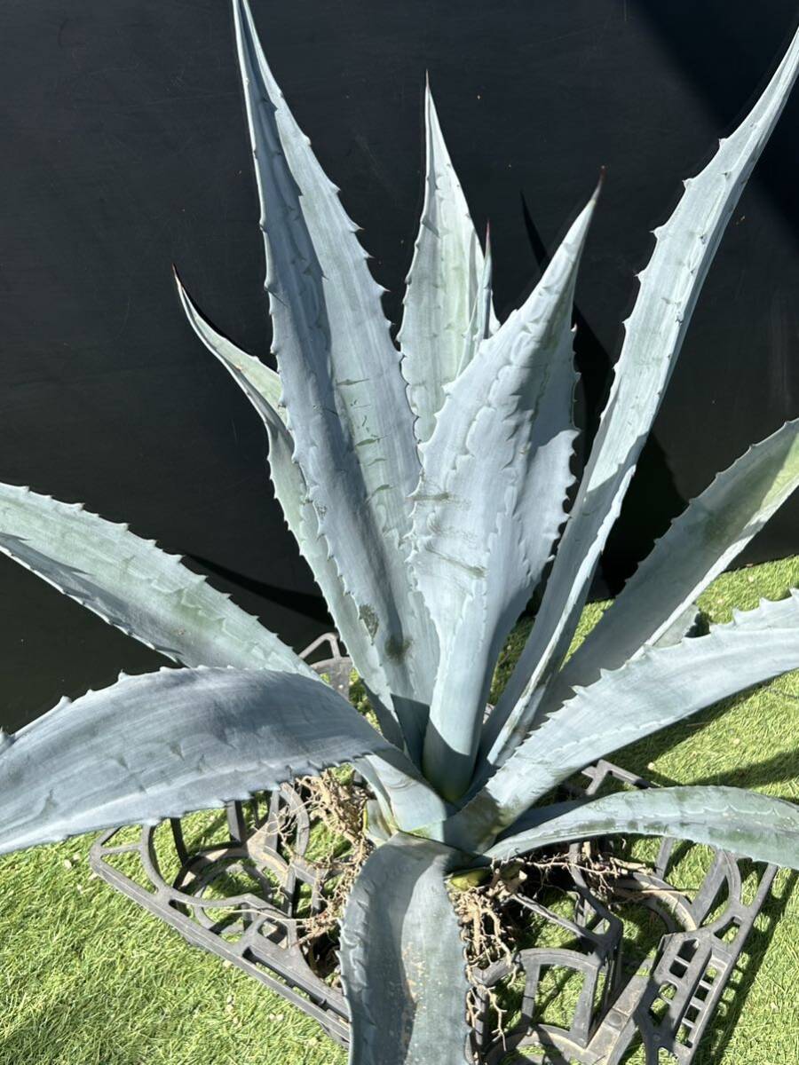 Agave americana sp アガベ アメリカーナ 特大株 美株 1の画像4