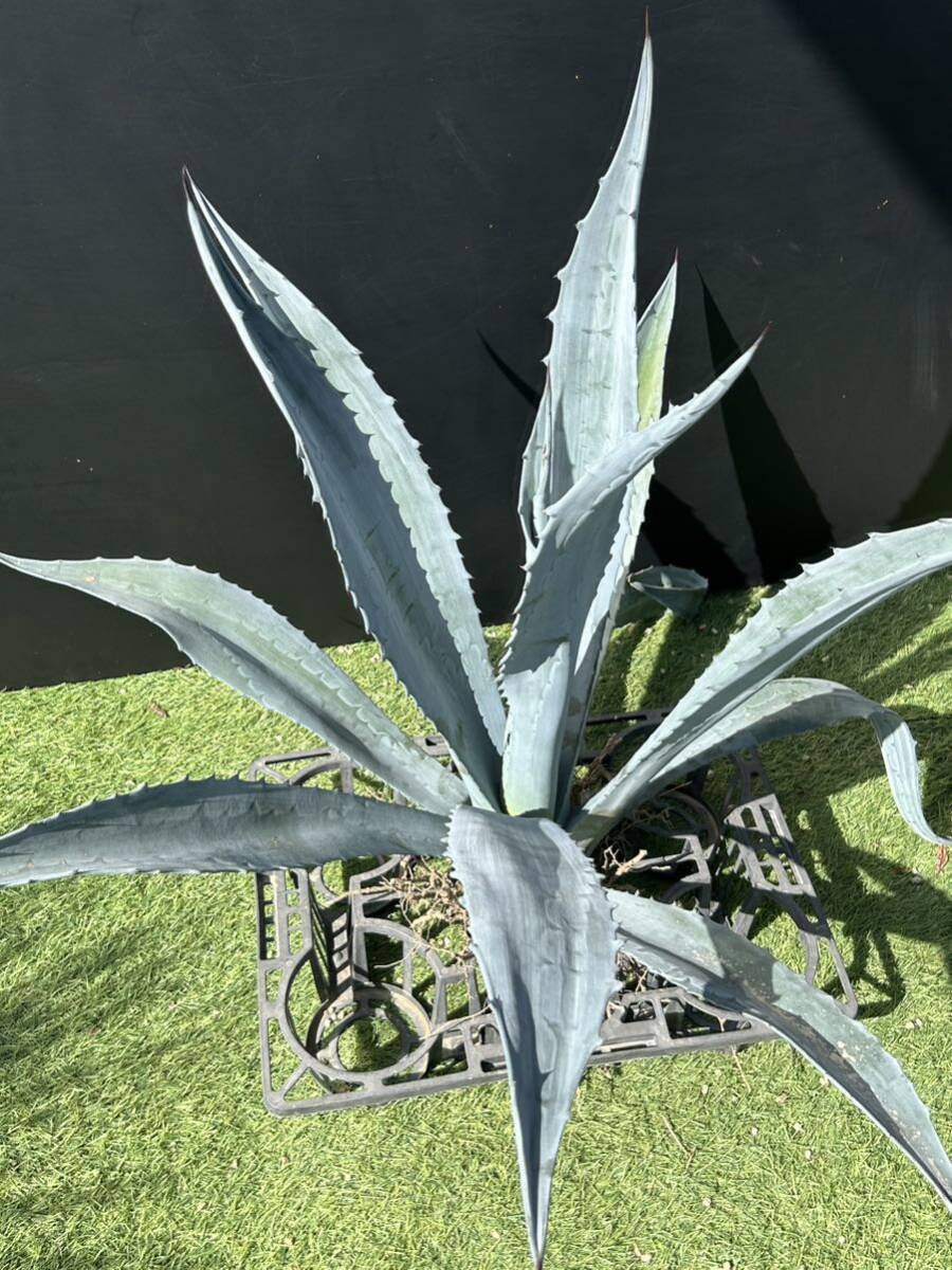 Agave americana sp アガベ アメリカーナ 特大株 美株 1の画像8