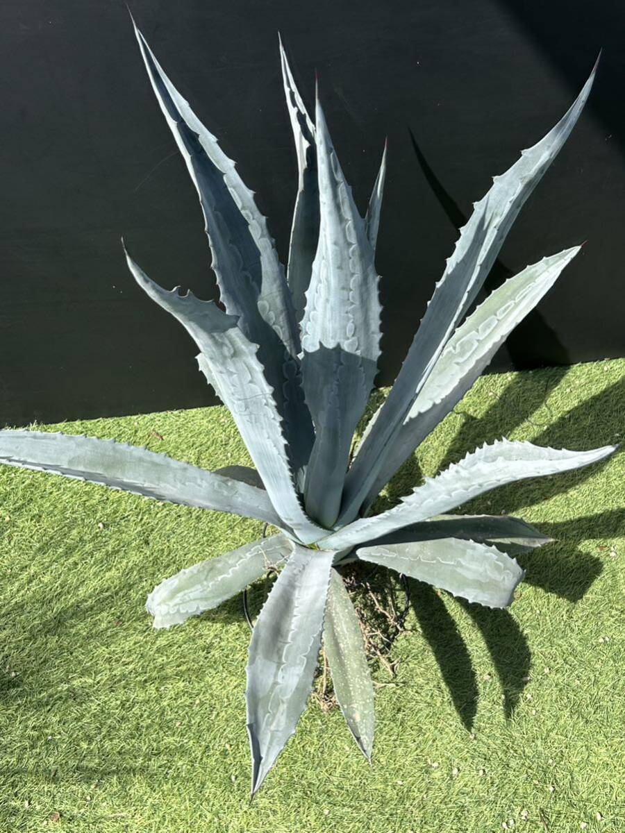 Agave americana sp アガベ アメリカーナ 特大株 美株 3の画像2