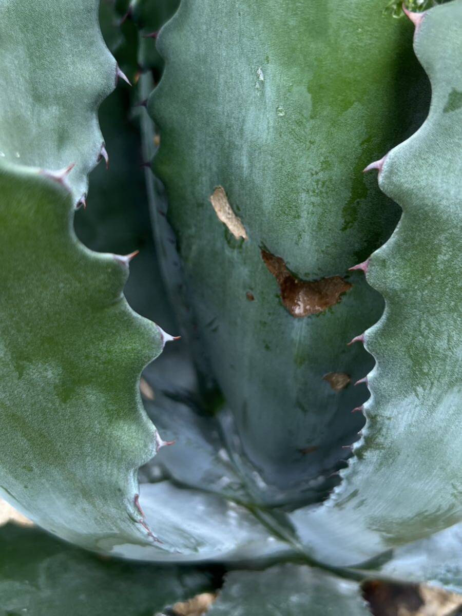 Agave salmiana v ferox Logan Calhoun アガベ　フェロックス ローガンカルホーン　大株　美株_画像8