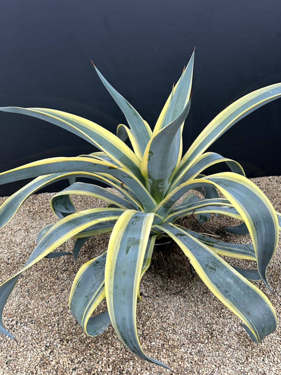 Agave Weberi Arizona Star アガベ ウェベリー アリゾナスター 特大株 美株 ドデカイ！の画像9