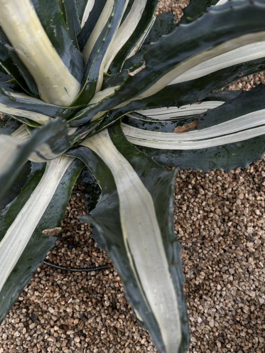 Agave americana var. medio picta 'Alba' アガベ アメリカーナ メディオピクタ アルバ 華厳 大株 の画像5