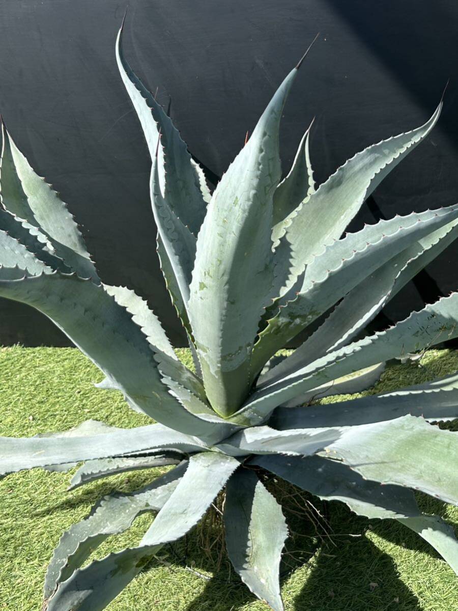 Agave 'Silver Surfer' アガベ シルバーサーファー 特大株 美株の画像3