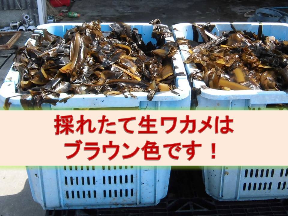 泉州,生ワカメ朝摘みです!海外セレブに人気のシーモス腸活をワカメで！茎も柔らか！送料無料！生ワカメパーティ！採れたて出荷！鍋に最高！_産地採れたてワカメを直発送します！