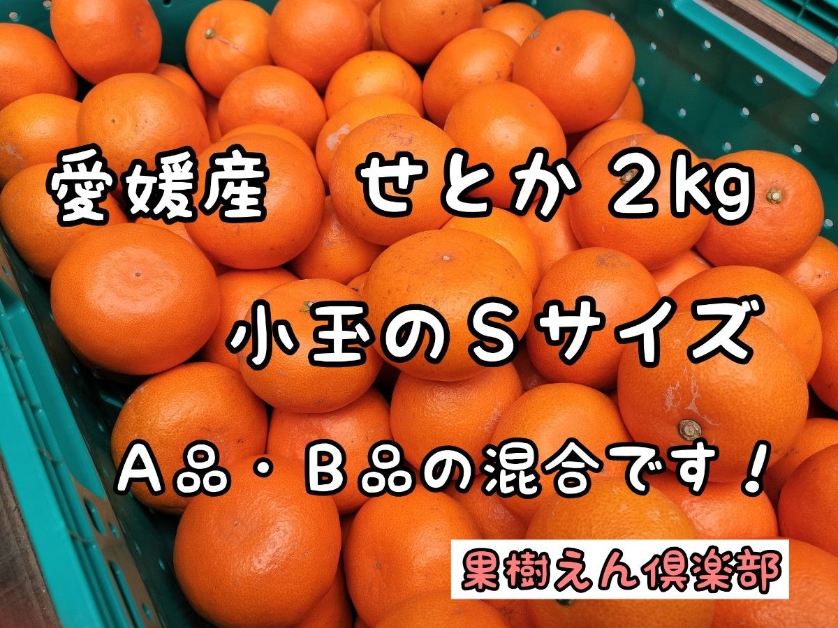 愛媛産せとかＳサイズ　Ａ品・Ｂ品混合