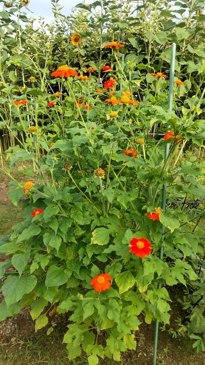 ★ チトニア（メキシコヒマワリ) 花の種 100粒★ _画像3