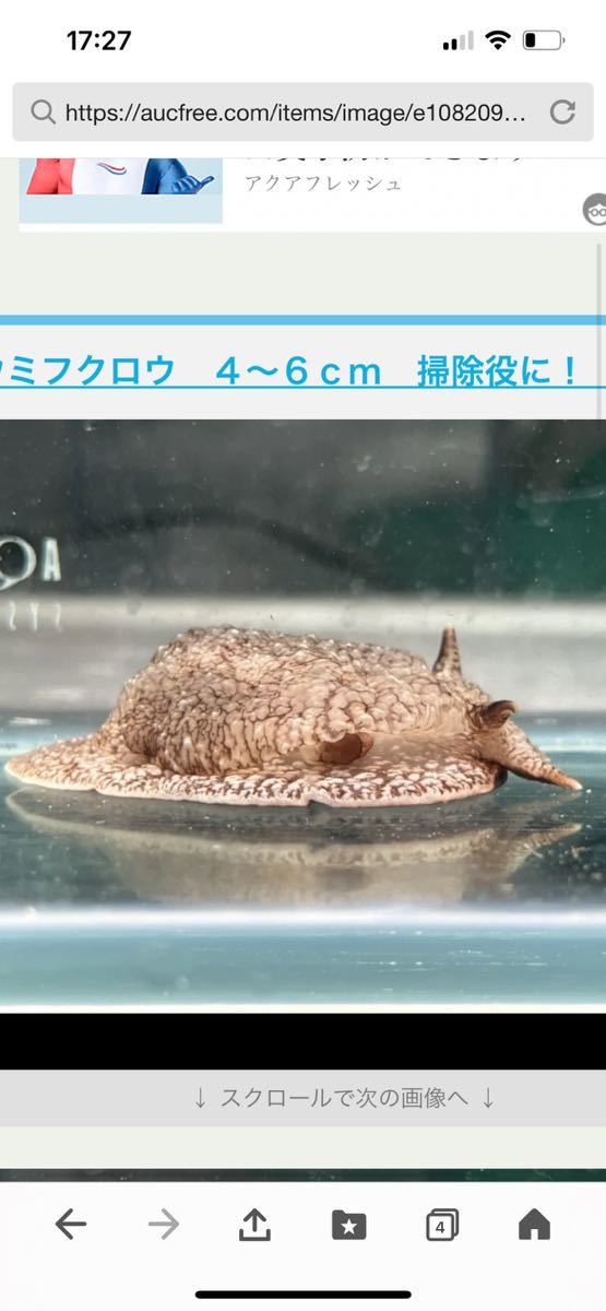 ウミフクロウ　６～８ｃｍ　掃除役に！　5匹_画像1