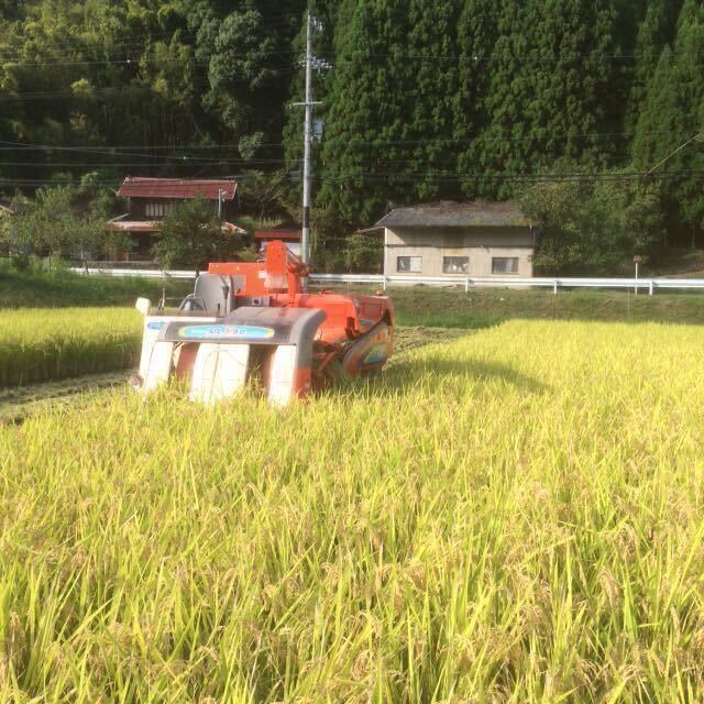 送料無料　令和5年度産　有機肥料　京都丹波産コシヒカリ玄米　10kg （精米可）　美味しいお米　　　_稲刈りの様子