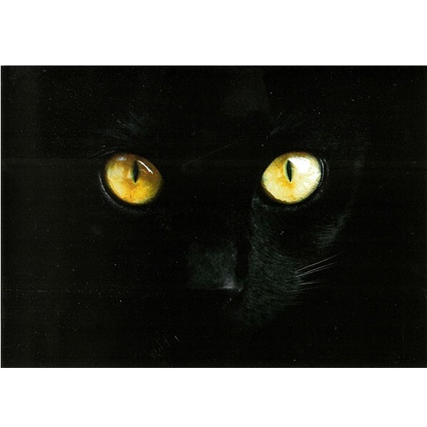 黒猫 写真 Black Cat ドイツ 製 ポストカード グリーティングカード 絵はがき 猫 ねこ ネコ パタミン_画像1