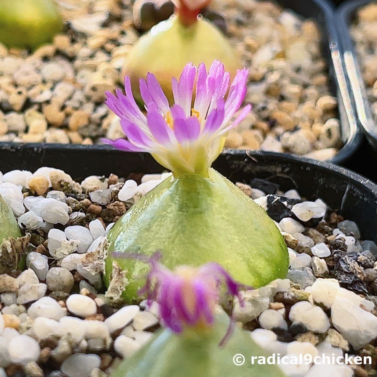 自家採種＊コノフィツム・ブルゲリ 種子10粒＊多肉植物_画像4