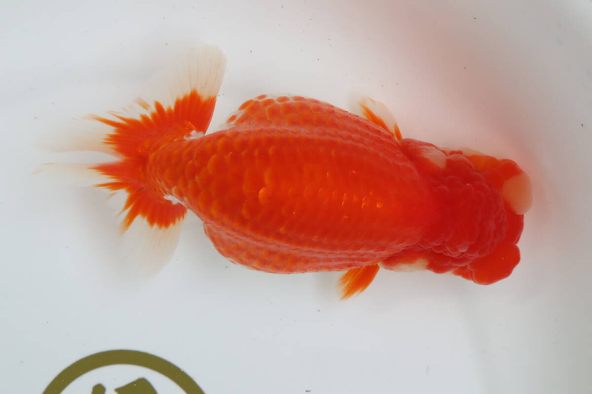 丸長 D1 品評会、極上種魚！ 17.5cm メス 1匹 明け二歳魚！【 静岡県 東部 有名ブリーダー作出魚！】抱卵中！即戦力！の画像1