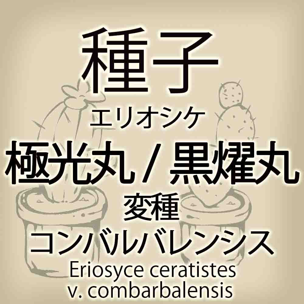 【輸入種子】エリオシケ・極光丸/黒耀丸(変種コンバルバレンシス) Eriosyce ceratistes v. combarbalensis サボテン 多肉植物(種111-28)_画像1