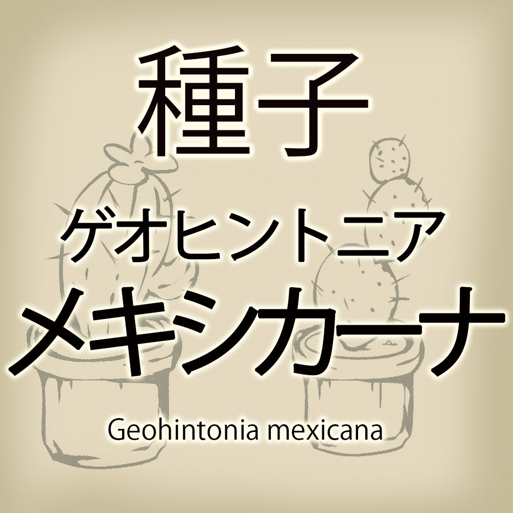 【輸入種子】ゲオヒントニア・メキシカーナ Geohintonia mexicana サボテン 多肉植物(種111-36)_画像1