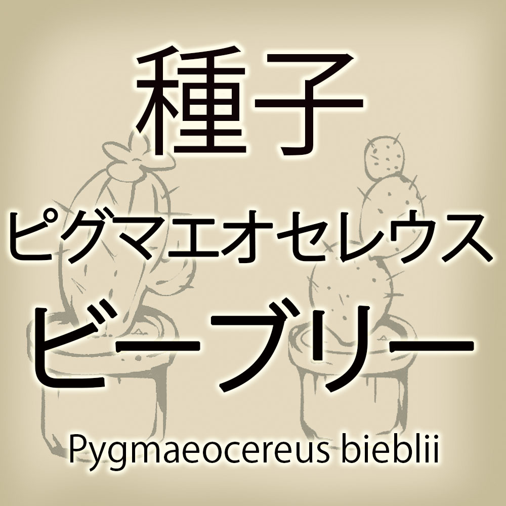 【輸入種子】ピグマエオケレウス・ビーブリー Pygmaeocereus bieblii サボテン 多肉植物(種111-58)_画像1