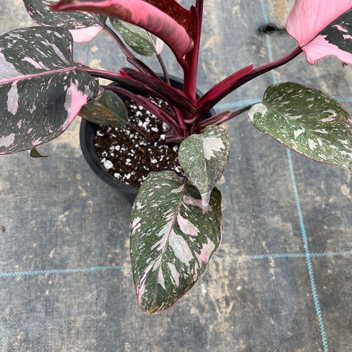 1)【Philodendron Pink princess marble】フィロデンドロン ピンクプリンセス マーブル 5寸鉢_画像5