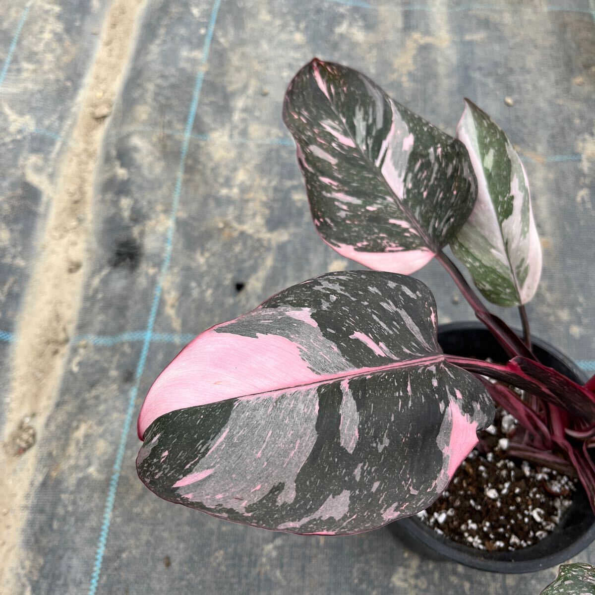 1)【Philodendron Pink princess marble】フィロデンドロン ピンクプリンセス マーブル 5寸鉢_画像2