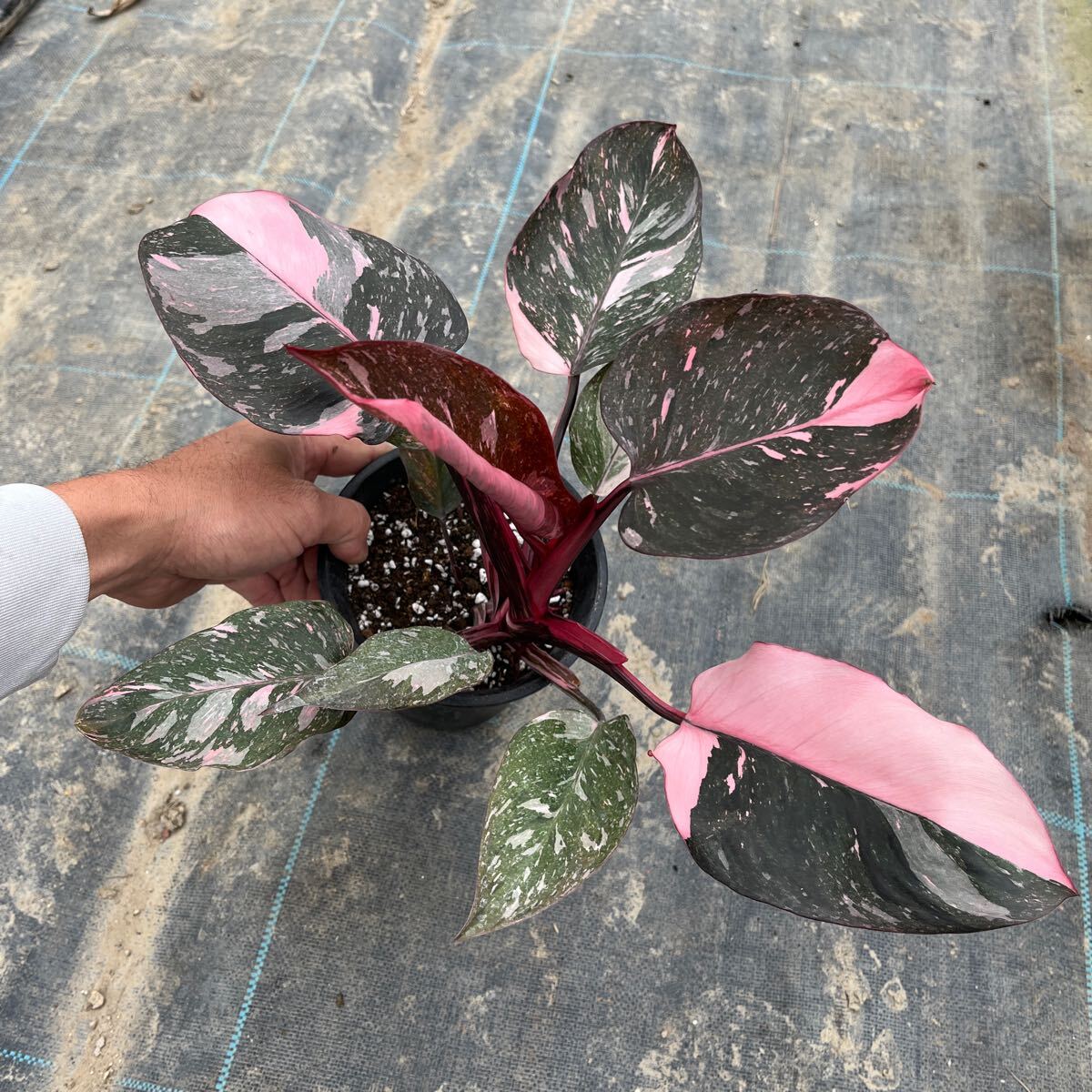 1)【Philodendron Pink princess marble】フィロデンドロン ピンクプリンセス マーブル 5寸鉢_画像6