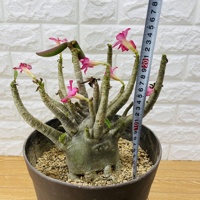 現品 アデニウム アラビカム 高さ20cm 8号鉢株 大型 砂漠のバラ 多肉植物 塊根植物 コーデックス 盆栽 観葉植物 アラビクム おしゃれ_画像4